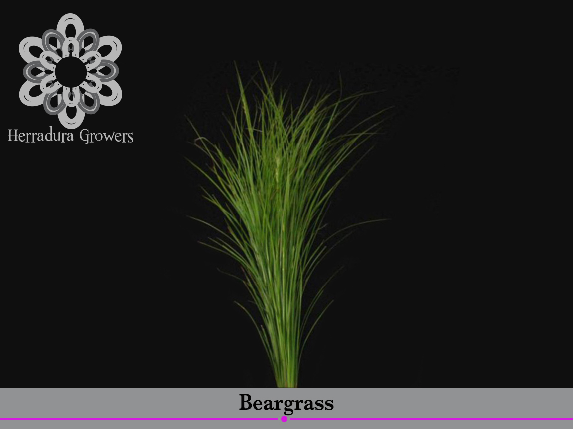 bear grass (1).jpg